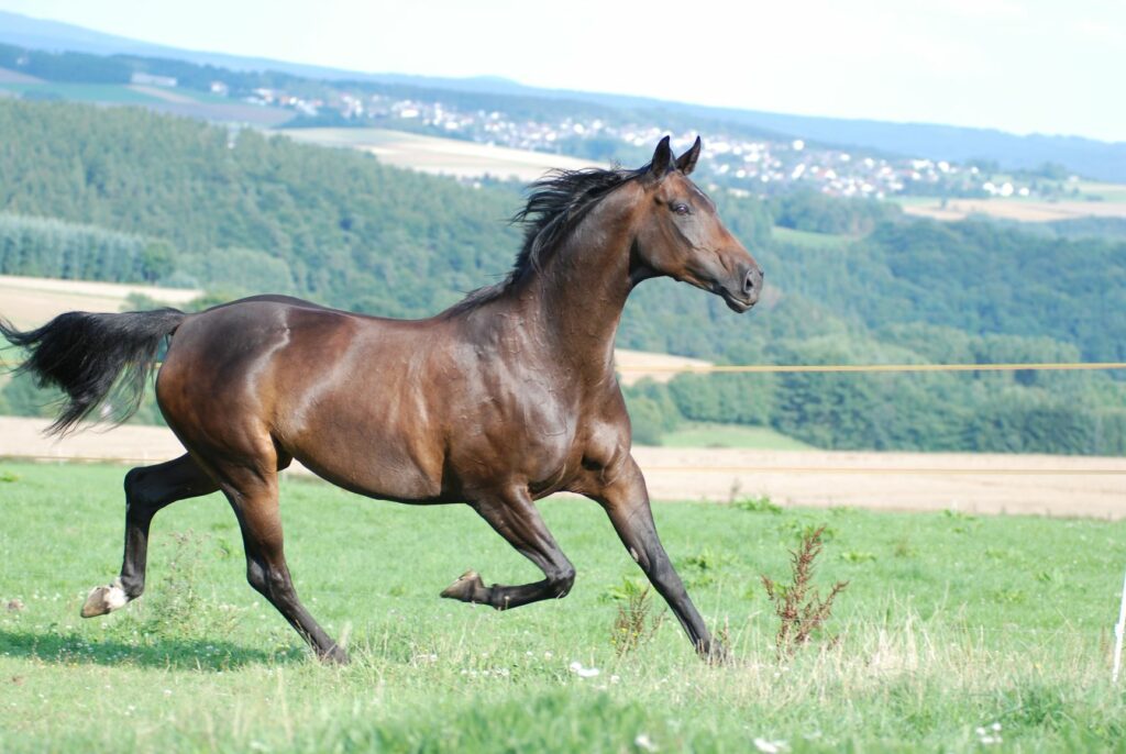 Dunkelbrauner Oldenburger Galopp