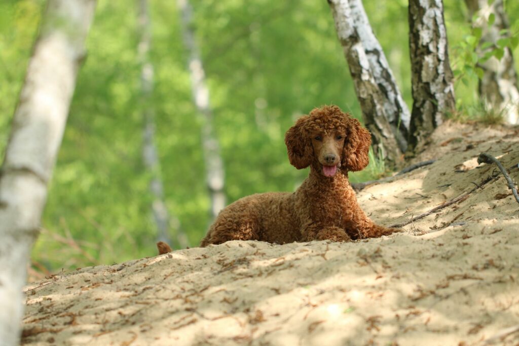 Brauner Pudel Wald