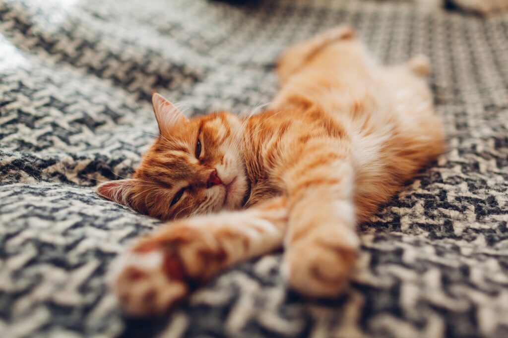 Rote Katze zeigt ihren Bauch und zwinkert genüsslich Katze zeigt Bauch und zwinkert
