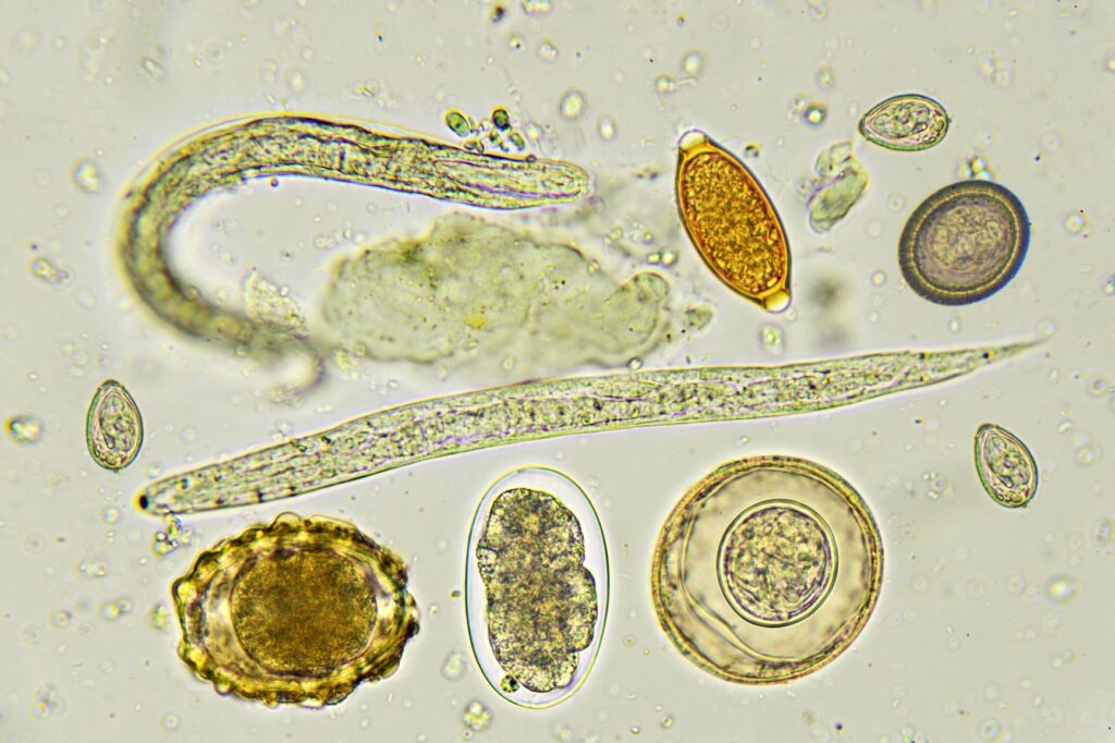 Verschiedene Wurmarten unter dem Mikroskop