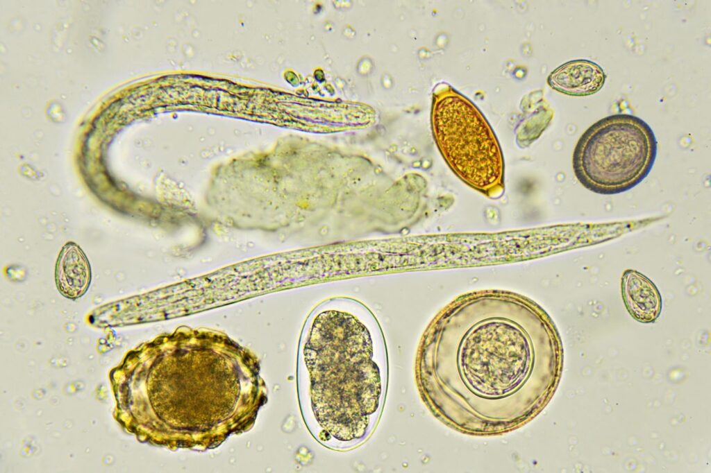 Wurmarten unter Mikroskop