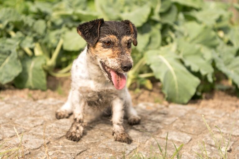 Würmer bei Hunden