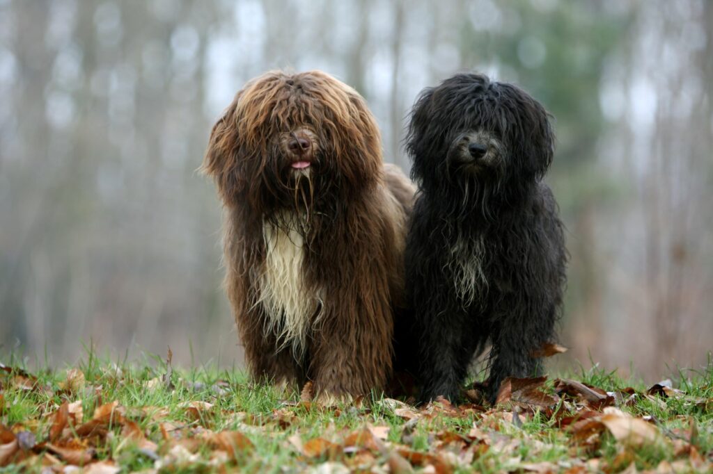 Ein brauner und ein schwarzer Schapendoes im Wald