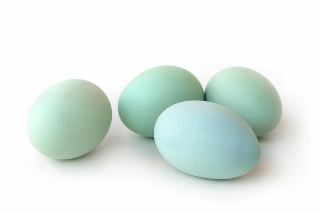 Araucana-Hennen türkisfarbene Eier