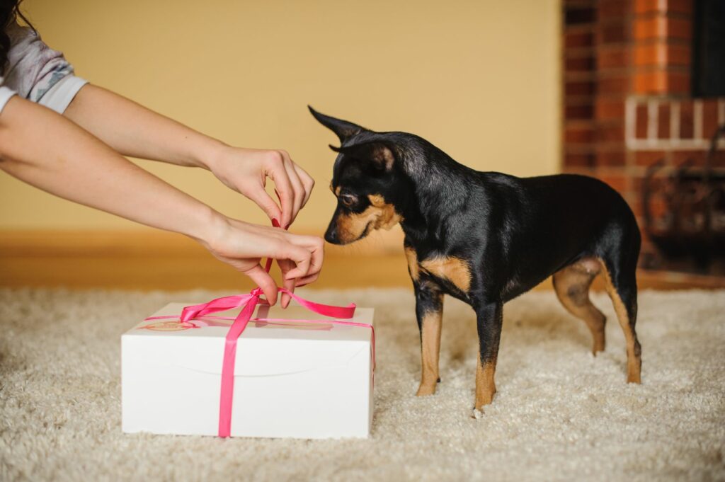 Hund wartet auf sein Valentinstagsgeschenk Hund bekommt sein Geschenk zum Valentinstag