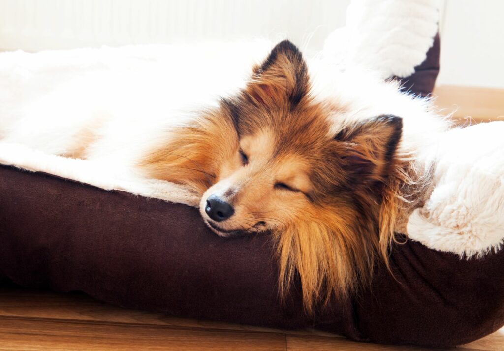 Hund liegt im Hundebett Hundebett zum Valentinstag