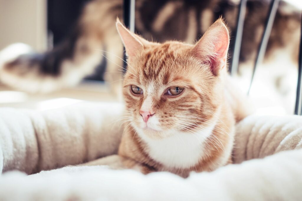 Katze sitzt in einem Katzenkörbchen Katze im Körbchen