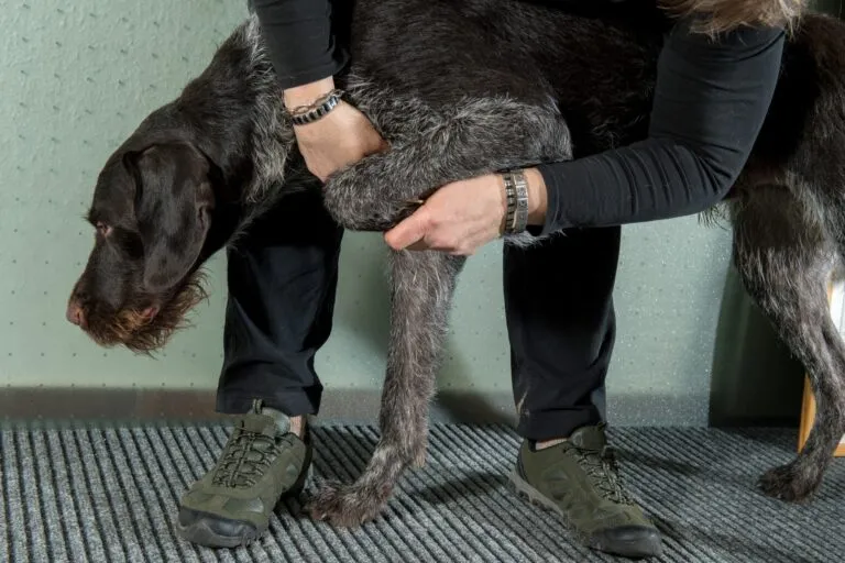 Arthritis beim Hund ist schmerzhaft.