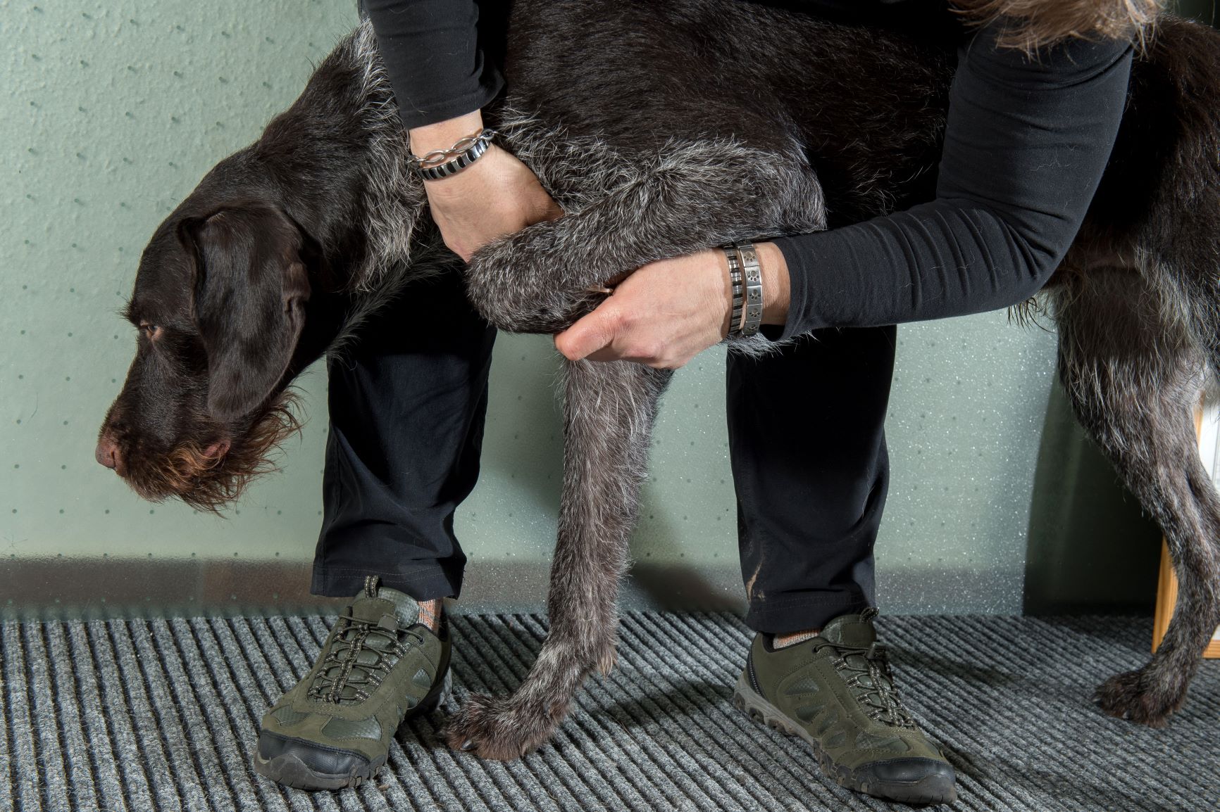 Arthritis beim Hund Symptome, Diagnose & Behandlung zooplus