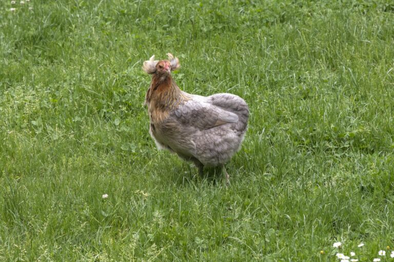 Araucana-Huhn grüne Wiese