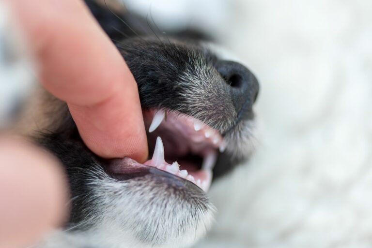 Zahnwechsel beim Hund