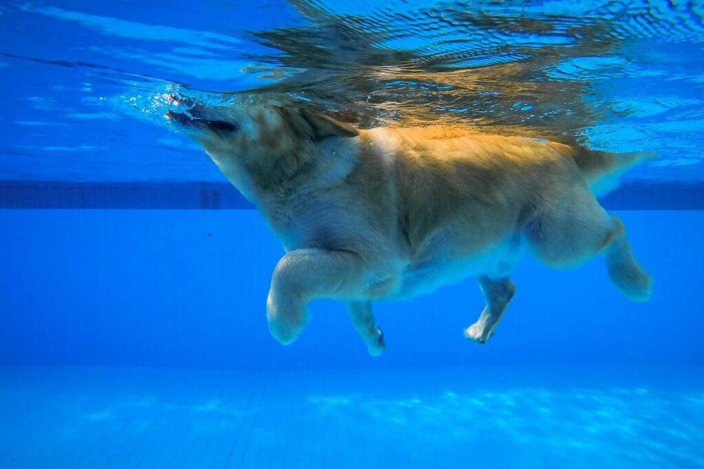 Hund schwimmt im Pool. Hundeschwimmen