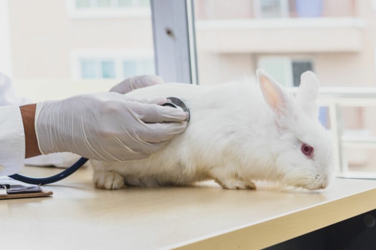 Arzt untersucht Kaninchen mit Trommelsucht.