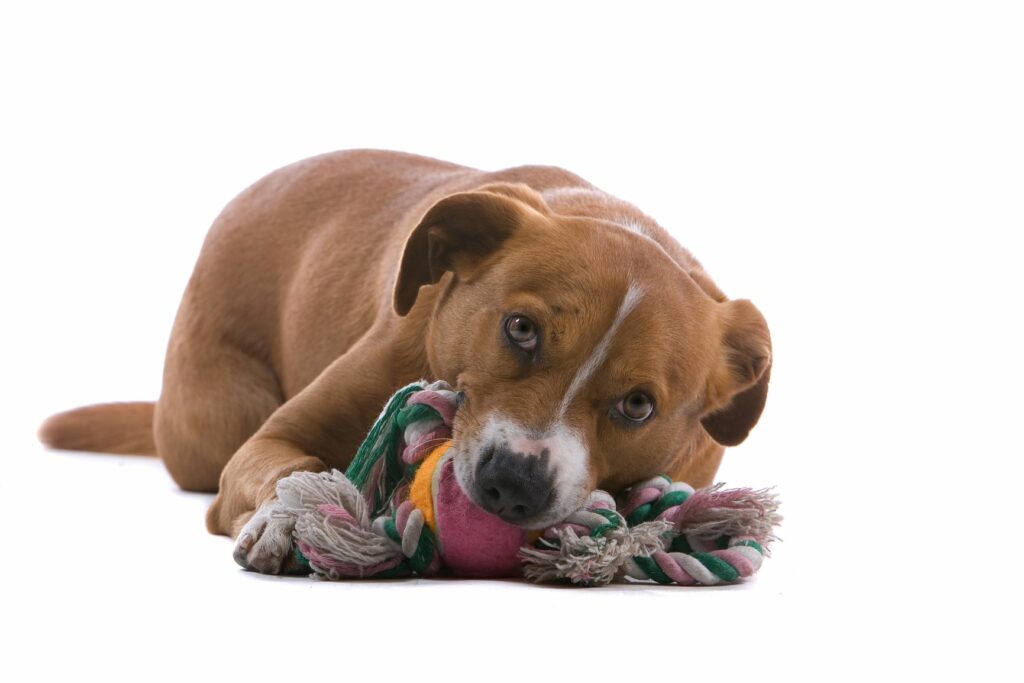 Hund mit Spielzeug im Maul