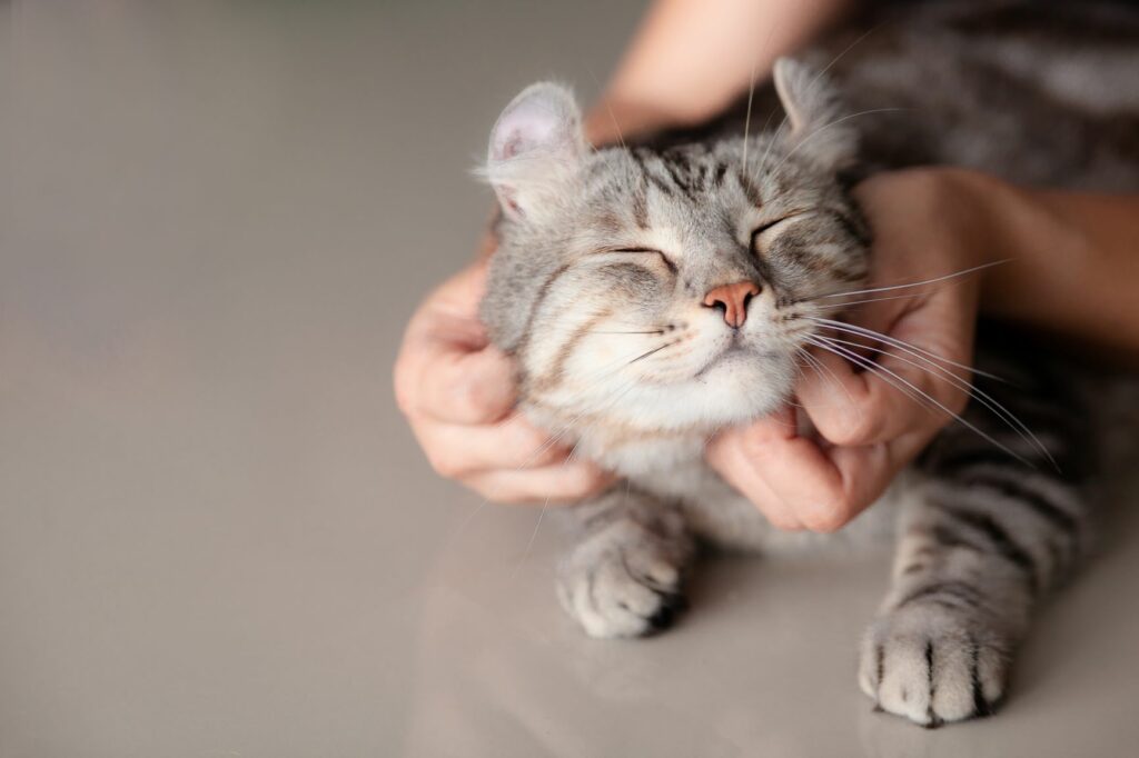 Massage für die Katze zum Valentinstag
