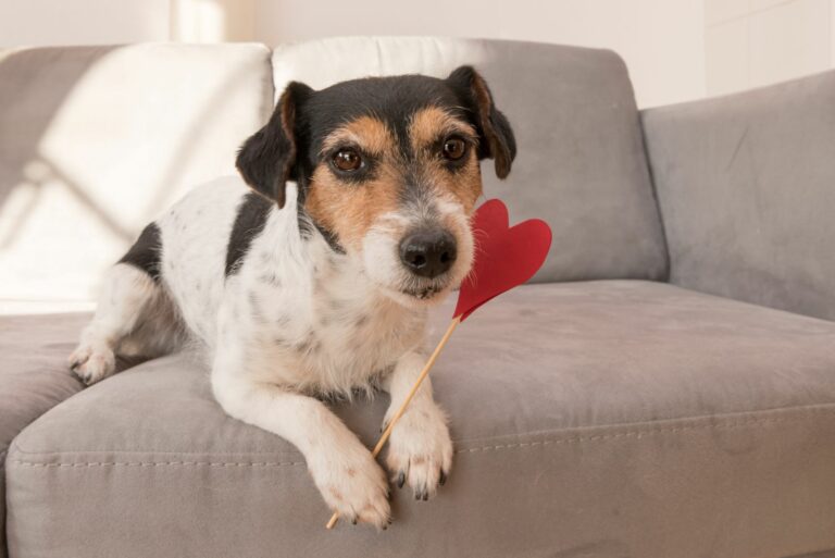 Hund liegt auf der Couch mit einem Herz zwischen den Pfoten Valentinsag für Hunde