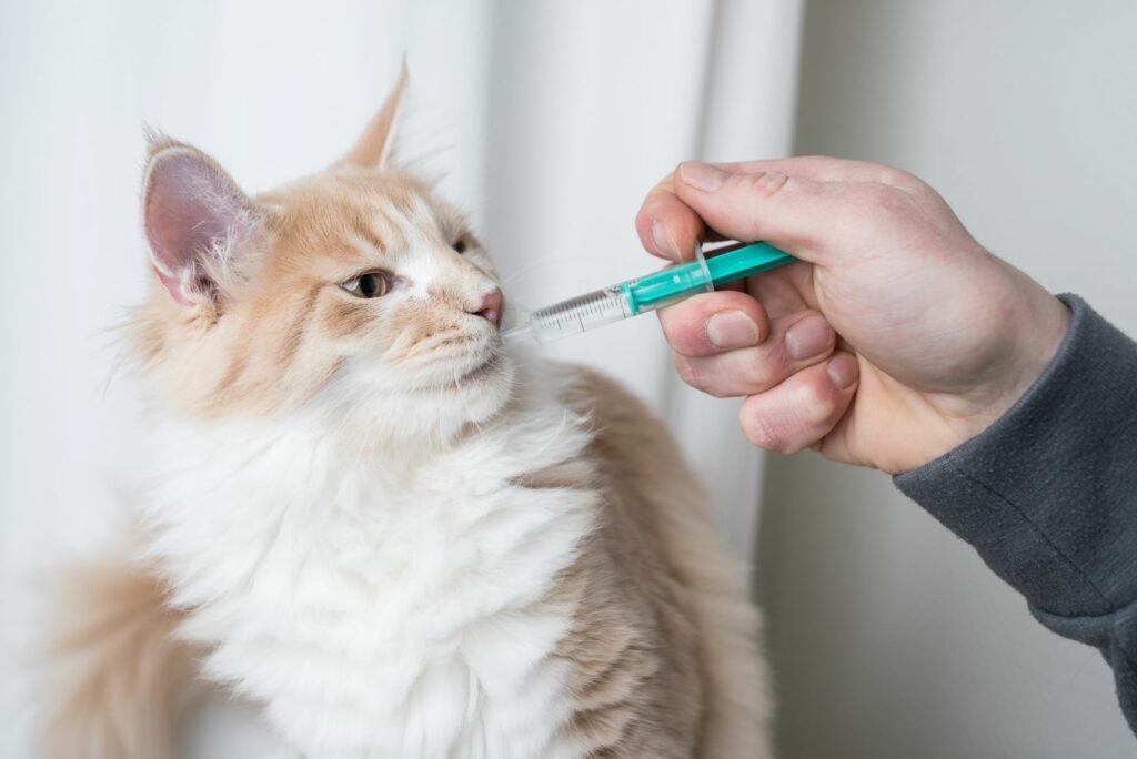Katze Tabletten mit einer Spritze geben