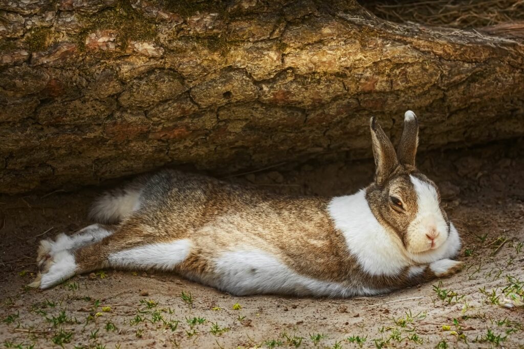 Rabbit with meteorism lies on its side. Rabbit with meteorism lies on its side.