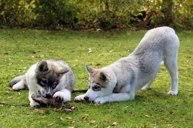 Zahnwechsel beim Hund Tipps & Tricks zooplus Hundemagazin