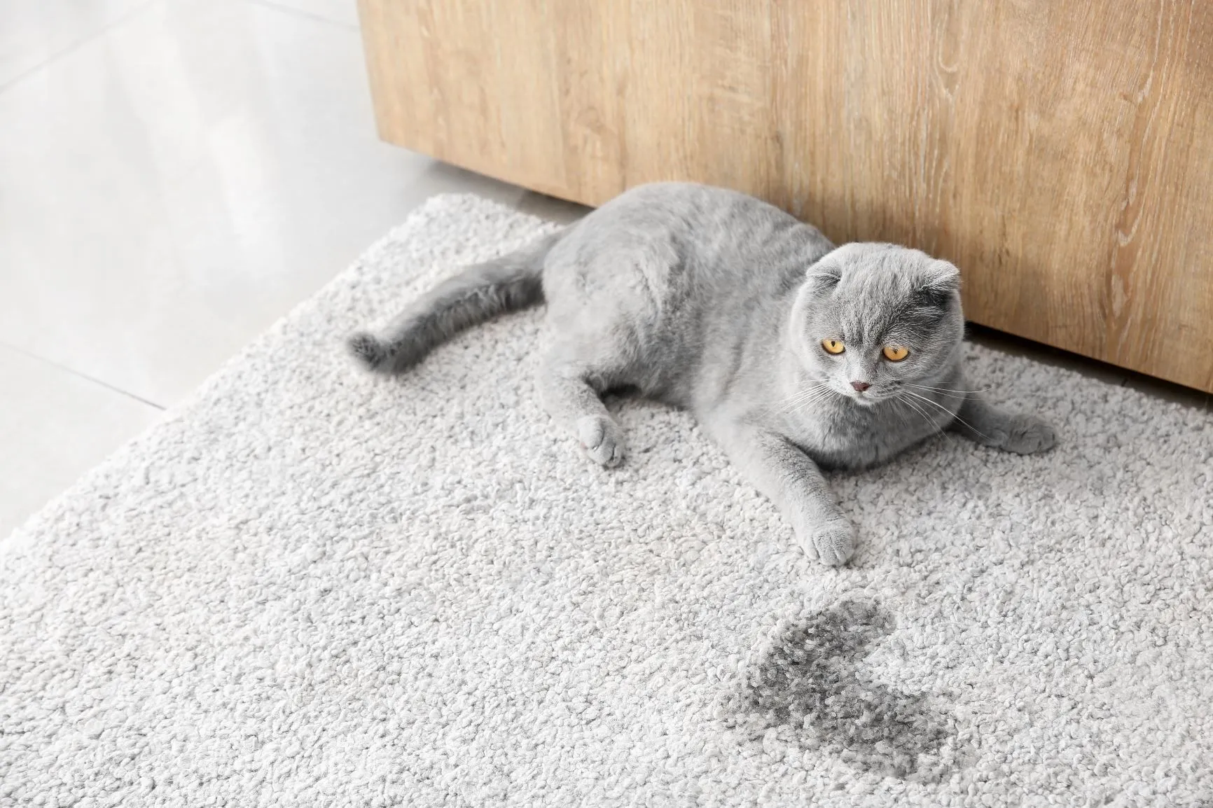Geruch Von Katzenurin Entfernen Hausmittel