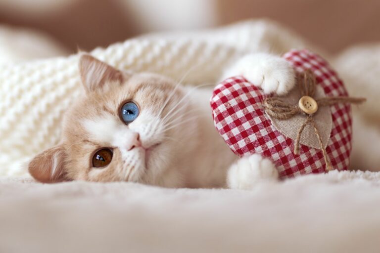Katze hält ein Herz zwischen den Pfoten Valentinstag für Katzen