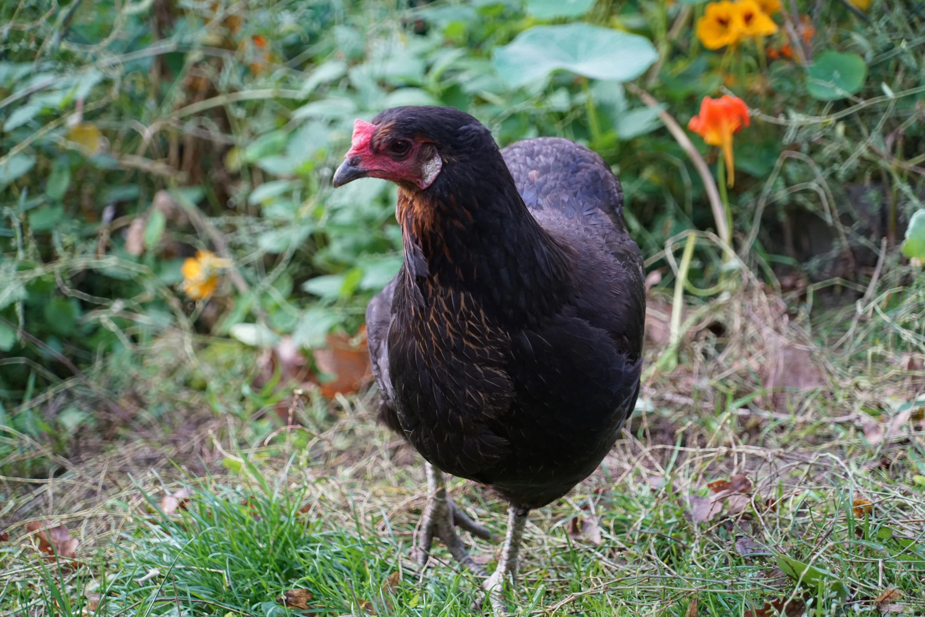 Araucana-Hahn
