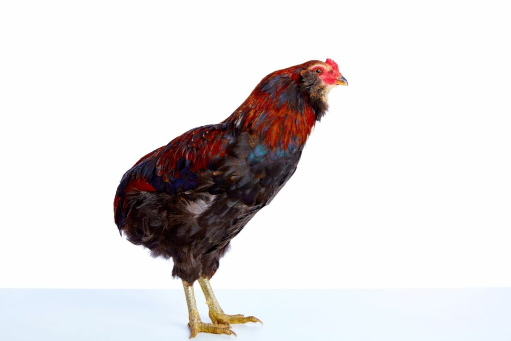 Araucana-Hahn Araucana-Hahn