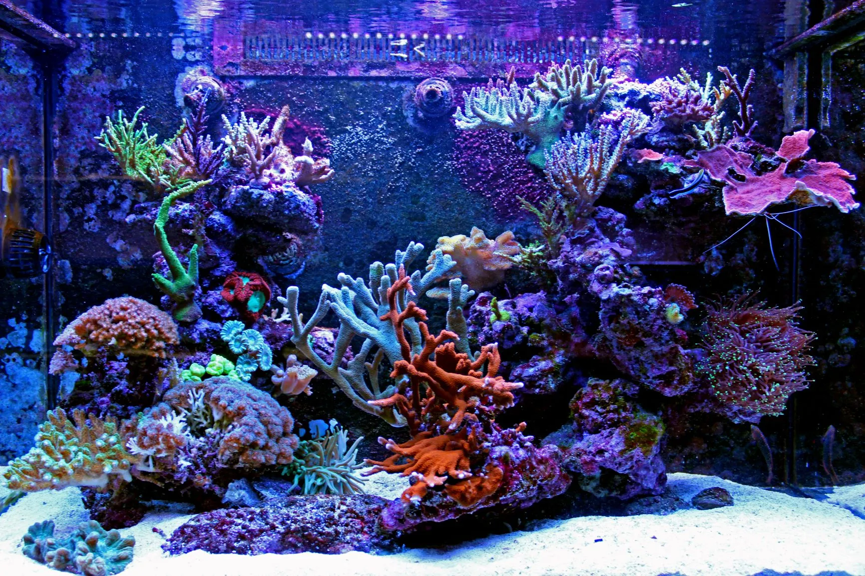 Ein Meerwasseraquarium mit Korallen, aber ohne Fische Meerwasseraquarium mit Korallen ohne Fische