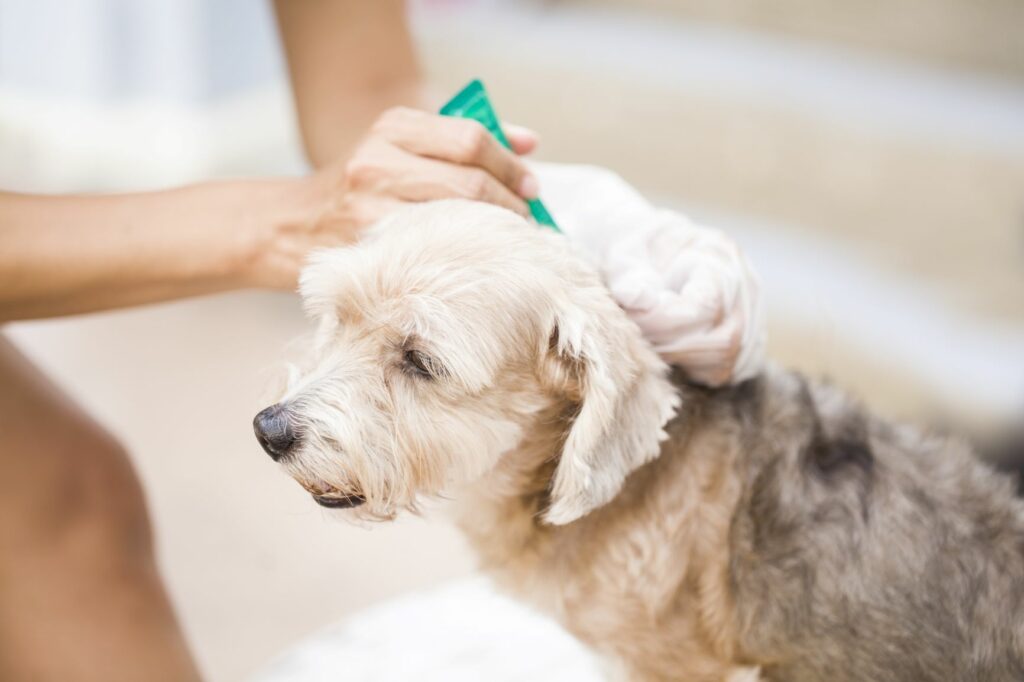Hundebesitzer nutzt Spot-on-Präparat gegen Zecken Spot-on gegen Zecken beim Hund