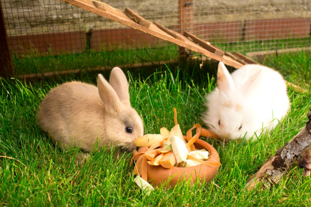 Kaninchen draußen halten Tipps für alle Jahreszeiten zooplus