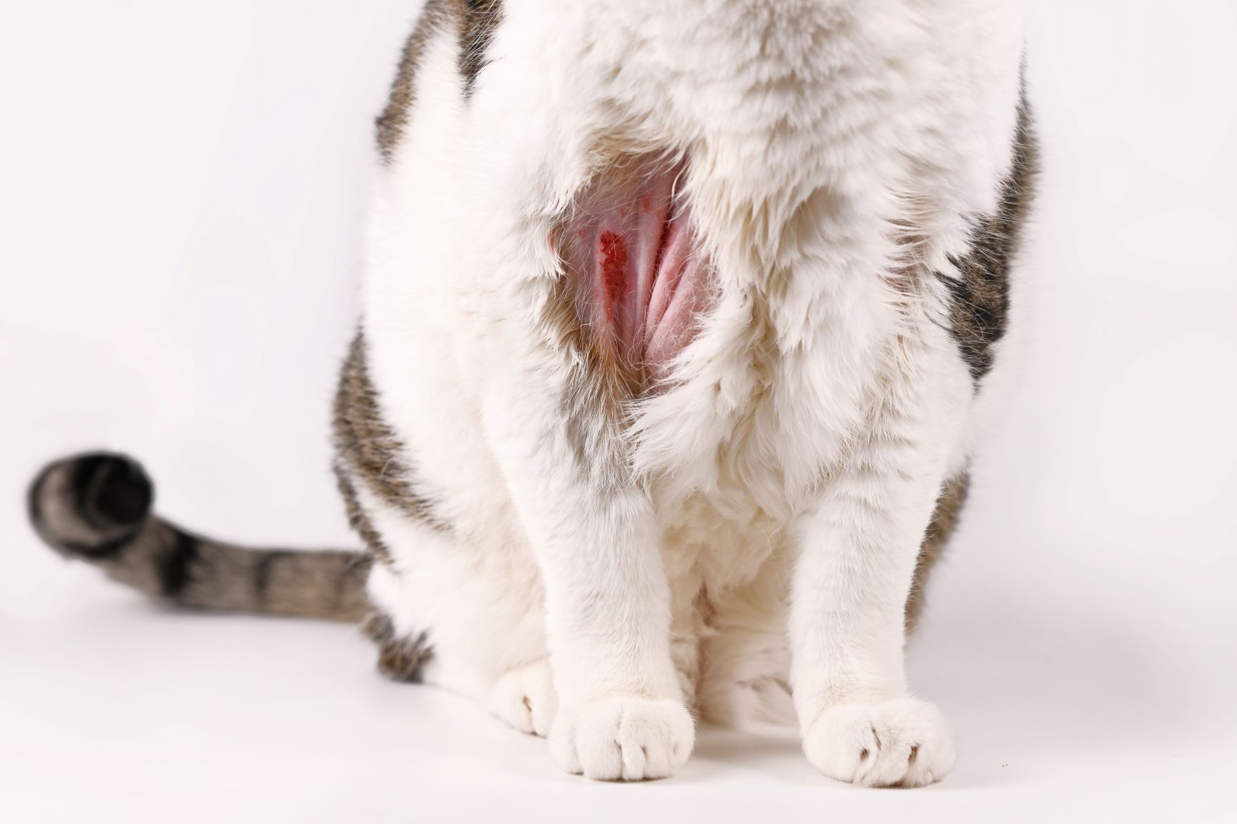 Psychogene Leckalopezie bei Katzen Was tun? zooplus Magazine