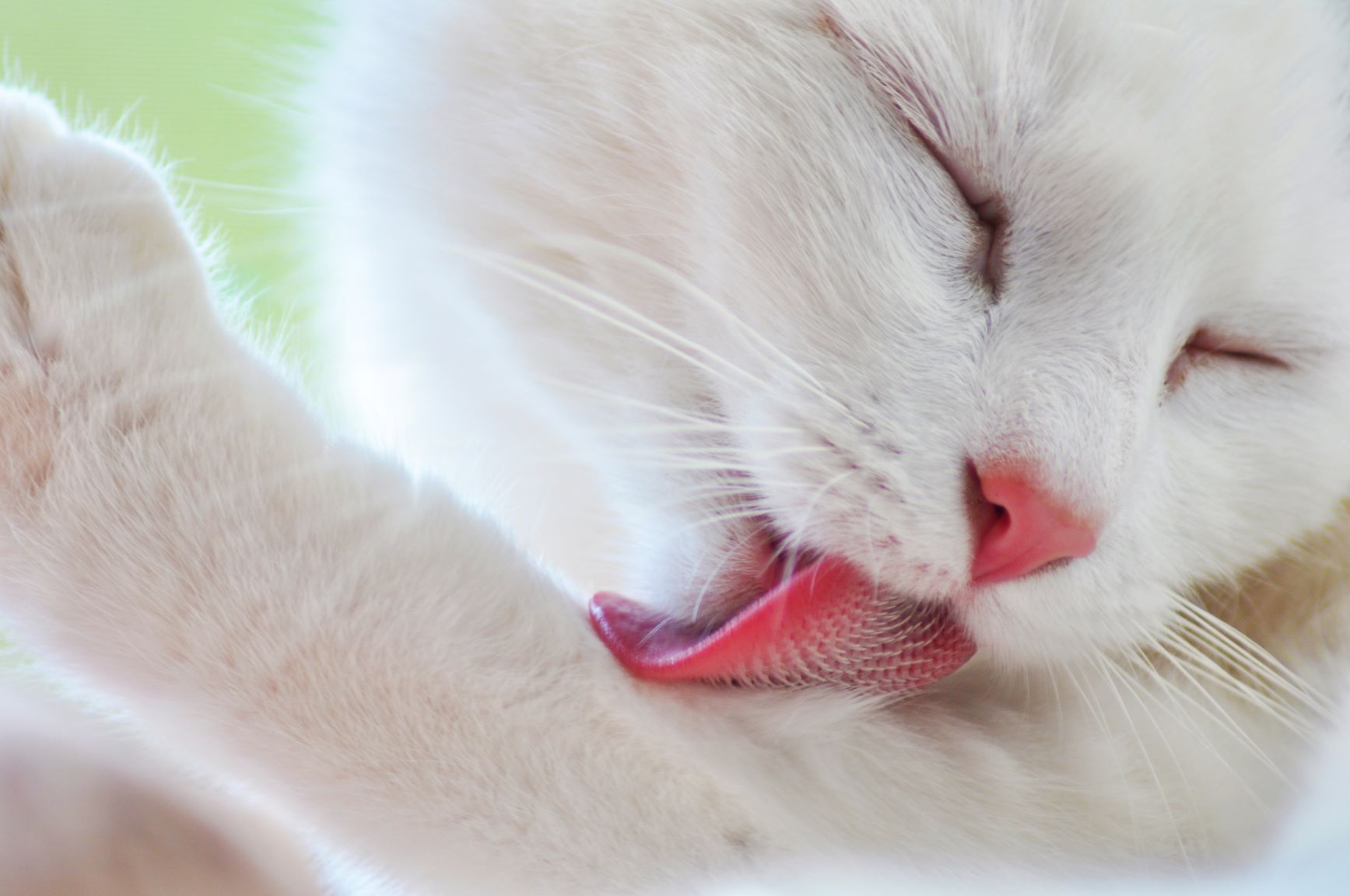 Katze Kratzt Sich Wunde Auf