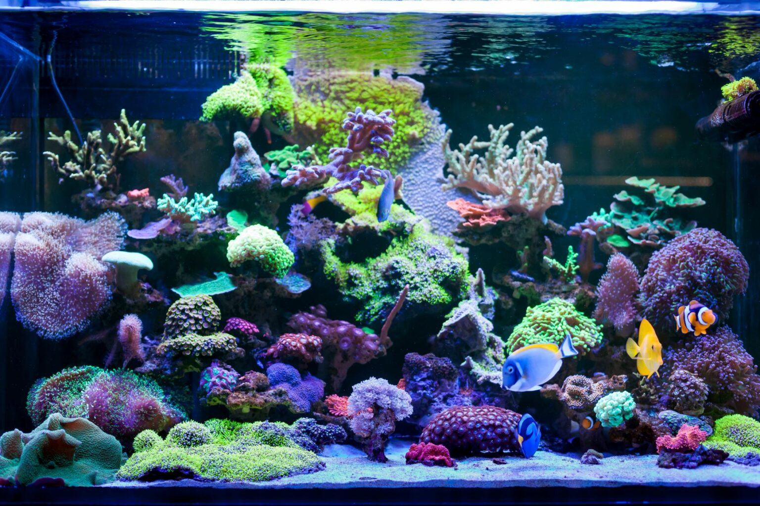 Meerwasseraquarium einrichten Tipps & Tricks zur Planung zooplus