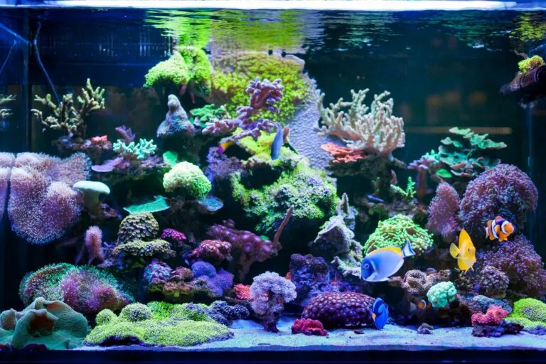 Ein buntes Meerwasseraquarium mit unterschiedlichen Fischarten und Korallen Meerwasseraquarium einrichten mit Fischen und Korallen