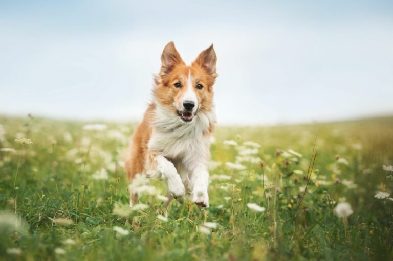 Border Collie läuft über Wiese