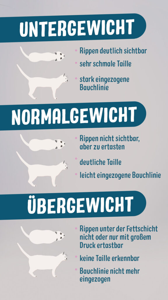 Infografik zeigt das Aussehen von unter-, normal- und übergewichtigen Katzen. Infografik Übergewicht Katze erkennen