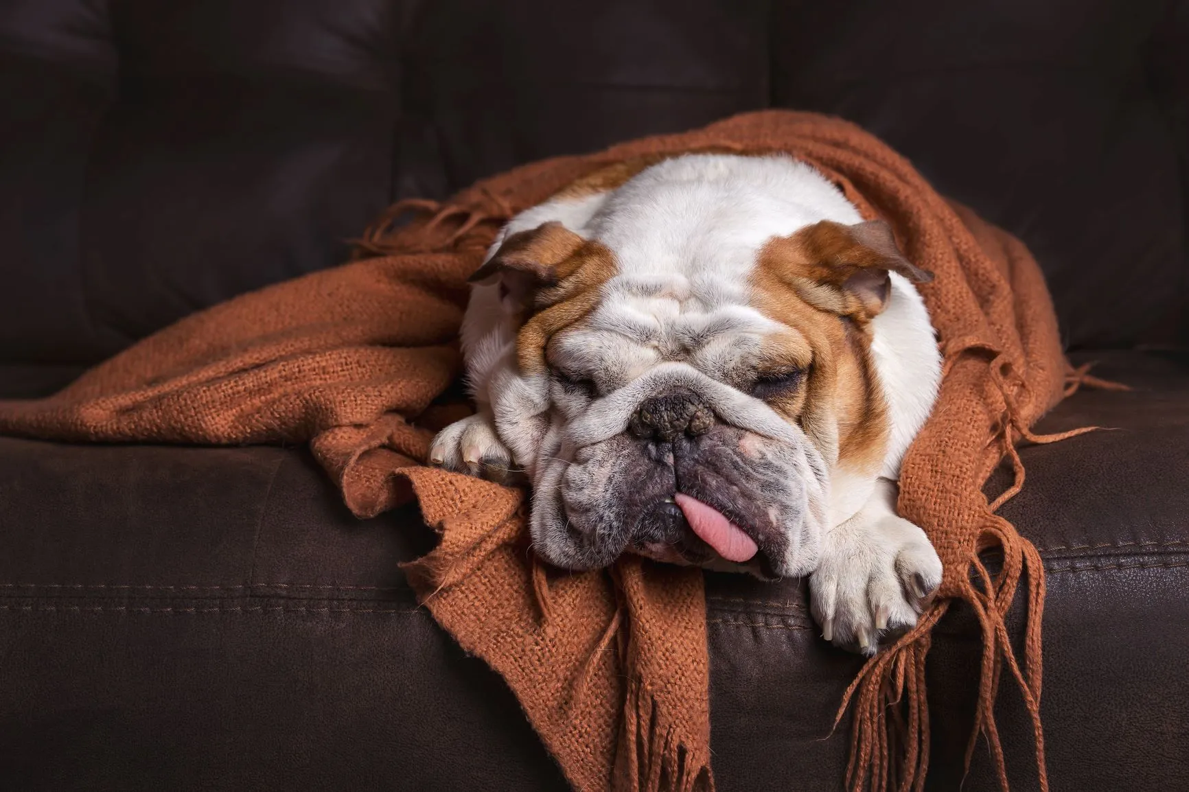 Vergiftung beim Hund: Symptome & Behandlung | zooplus Magazin