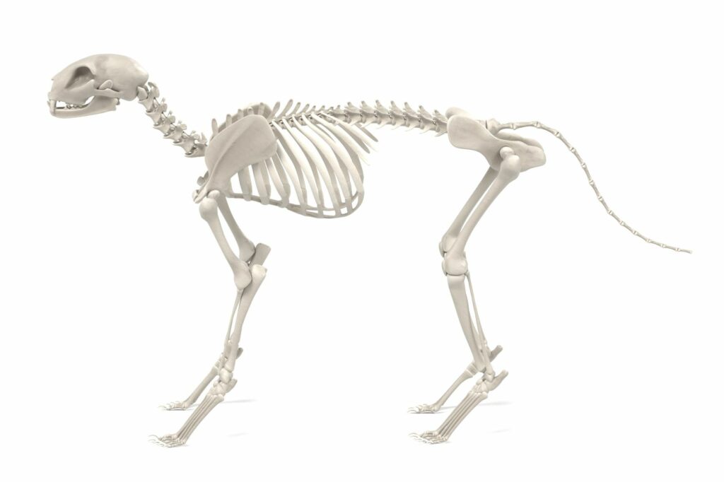 Katze Anatomie Bein