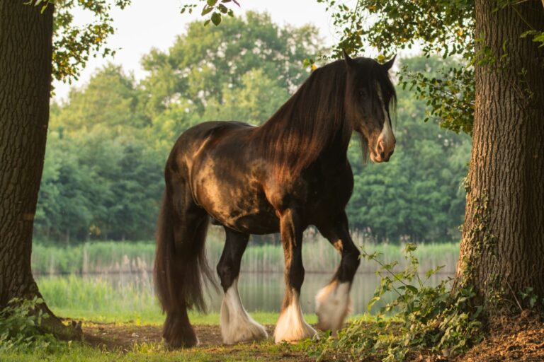 Shire Horse am See