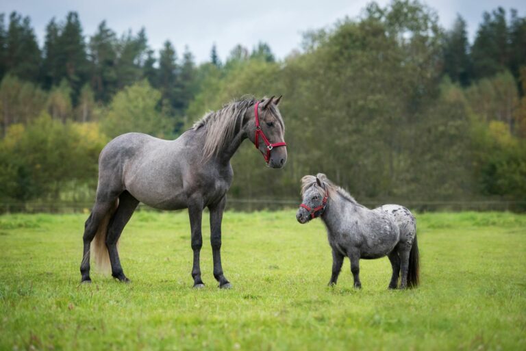 Pony Aussehen, Charakter, Haltung & Pflege zooplus