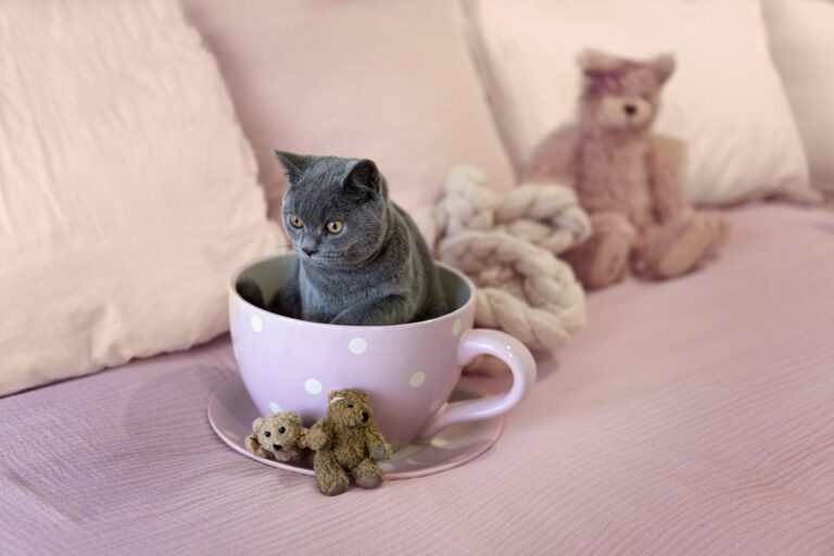 Teacup-Katze sitzt in Tasse