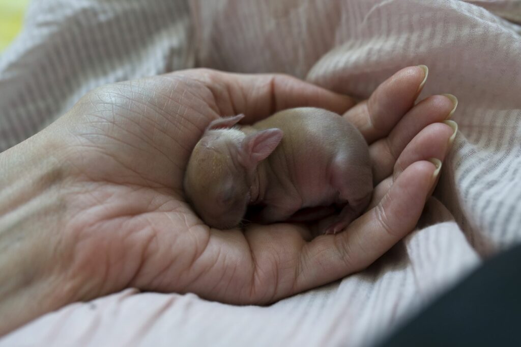 Baby-Kaninchen Ein kleines Kaninchen