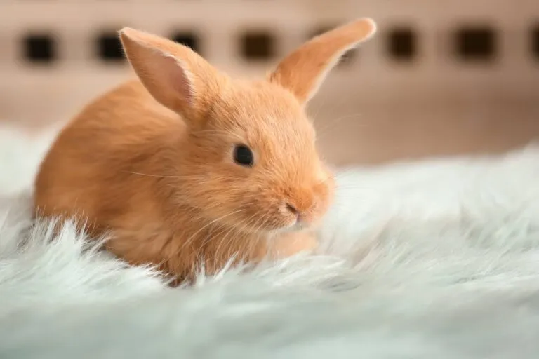 Ein junges Zwergkaninchen