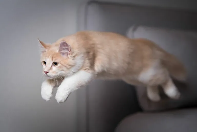 Anatomie einer Katze zrigt sich deutlich im Sprung