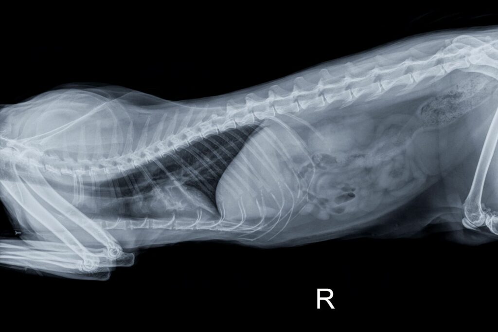 Anatomie der Katze sichtbar auf einem Röntgenbild