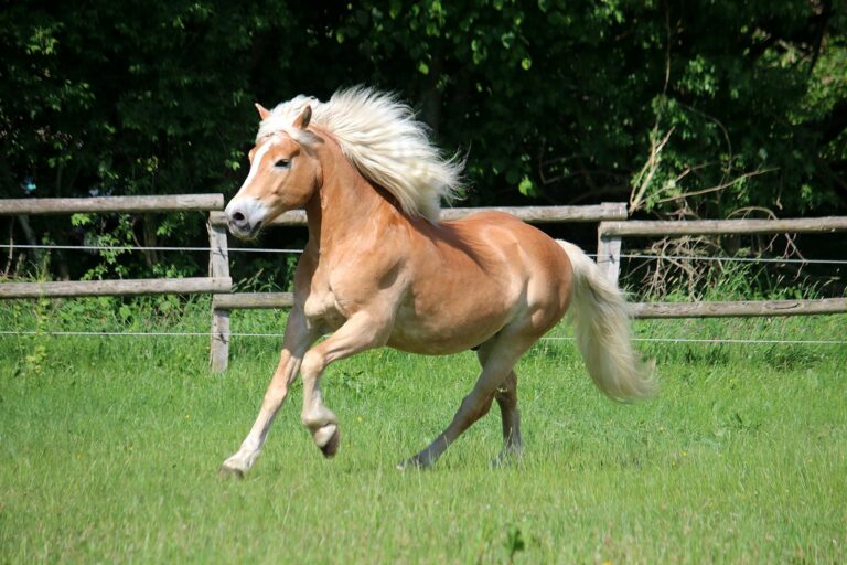 Pony auf Weide