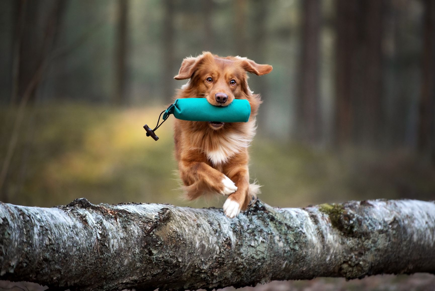 ost synet person Fitness für Hunde: So klappt's mit dem Idealgewicht | zooplus