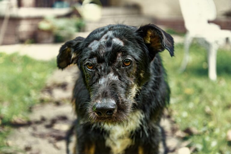 Hund mit haarlosen Stellen durch Demodexmilben