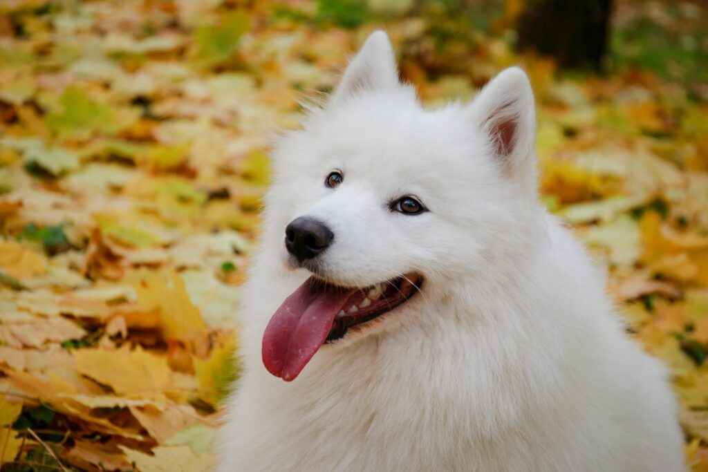 Großspitz im Wald