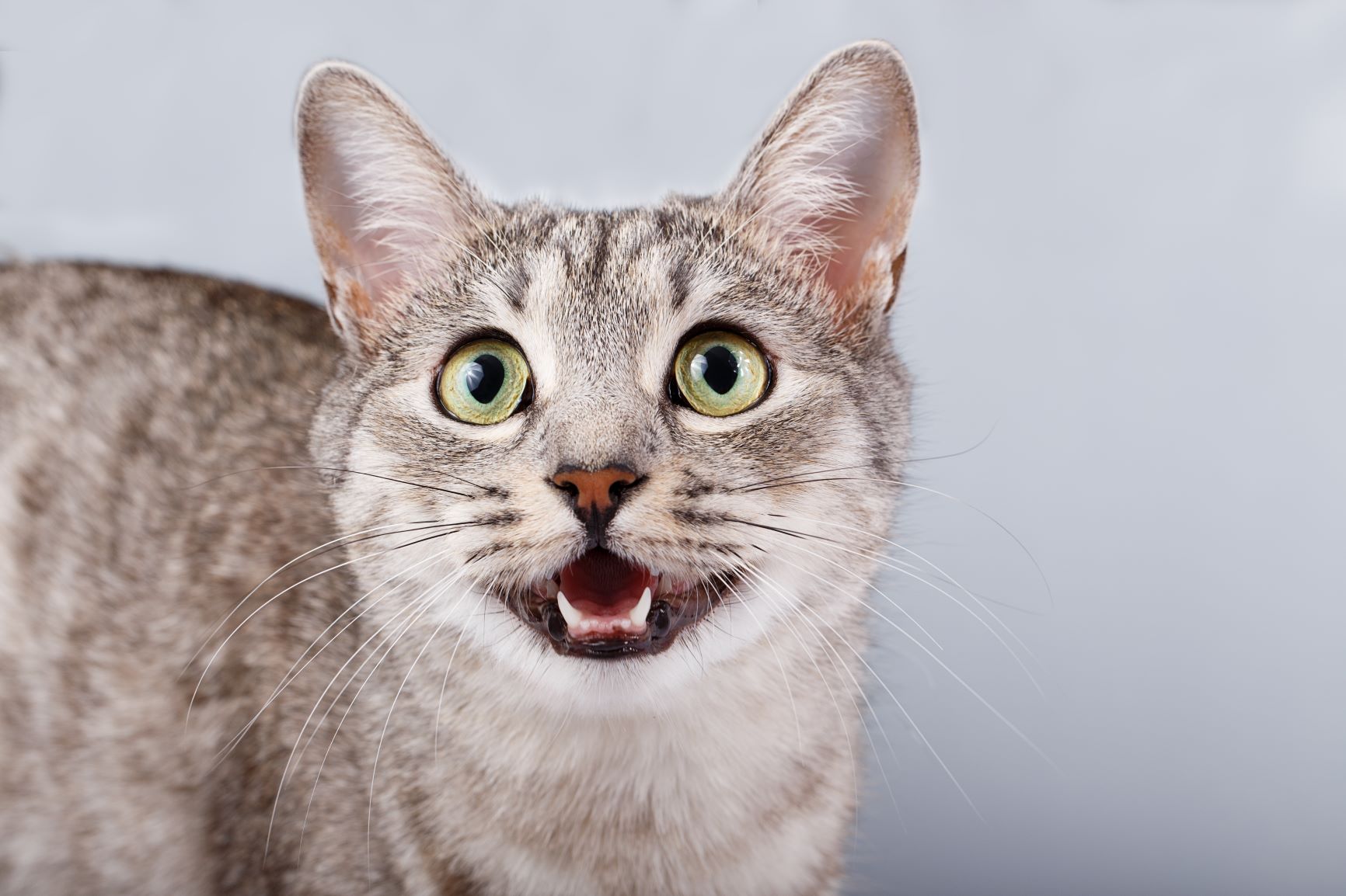 Katze Macht Komische Geräusche Mit Dem Mund